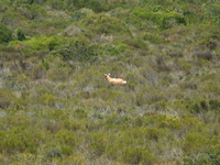 Red Hartebeest