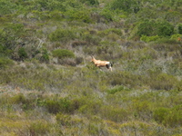 Red Hartebeest