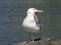 Gull at Granville Island