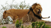 Snarling lion with lioness