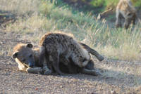 Suckling hyena