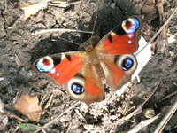 Butterly in the garden, Guildford