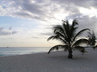 Palm on Dover beach.