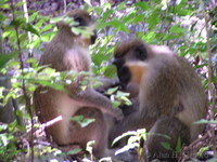Green monkeys at Farley Hill.