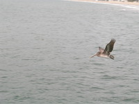 Pelican near Santa Monica pier