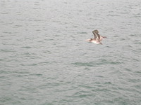 Pelican near Santa Monica pier