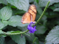Butterfly park, Niagara