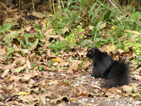Black squirrel at Toronto islands