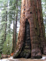 A giant sequoia tree