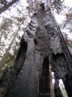 A burnt giant sequoia tree