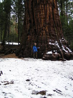 Alan and a giant sequoia tree