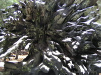 Roots of a fallen sequoia