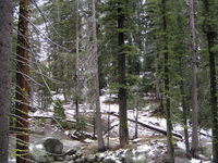 Tokopah valley trail