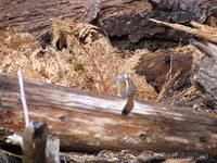 Marmot, near Crescent Meadow, Sequoia National Park