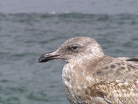 Bird on Venice pier