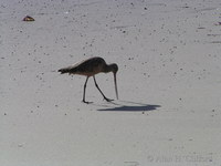 Bird on the beach at Venice