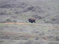 Bison on Catalina