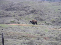 Bison on Catalina