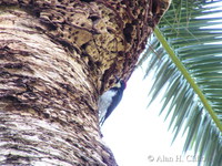 Bird on Catalina island