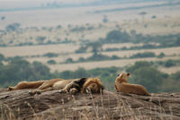 Lions on a rock overlooking the Mara