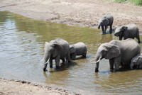 Elephants crosssing the Mara River