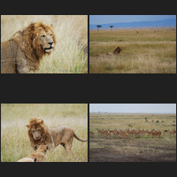 Masai Mara, 16th p.m.
