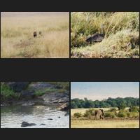 Masai Mara, 17th a.m.