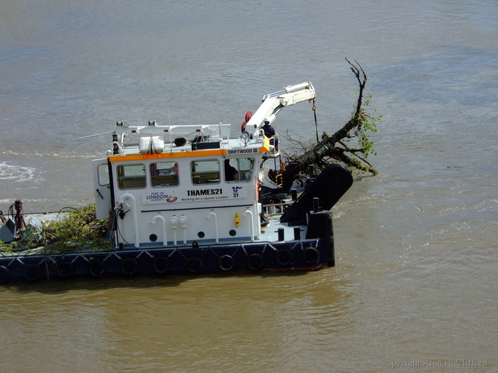 Removing a tree from the Thames at Putney
