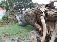 Sandbox tree at St. Mary’s after Hurricane Tomas