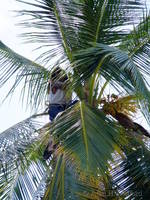 Collecting coconuts