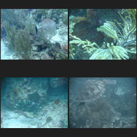 Aster Reef Scuba