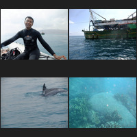 Dolphins and Diving