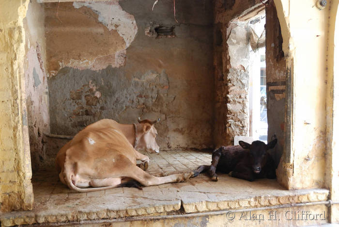 Temple cows
