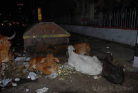 Urban cows with urban rubbish