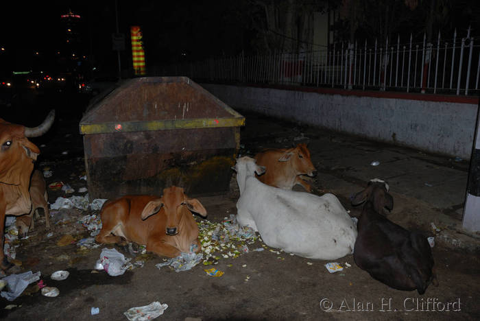 Urban cows with urban rubbish