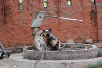 Monkeys at a water pump, Ranthambhore National Park