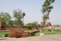 Broken tree at Itimad-ud-Daulah’s tomb
