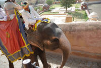 Ascent to Amber Fort by elephant