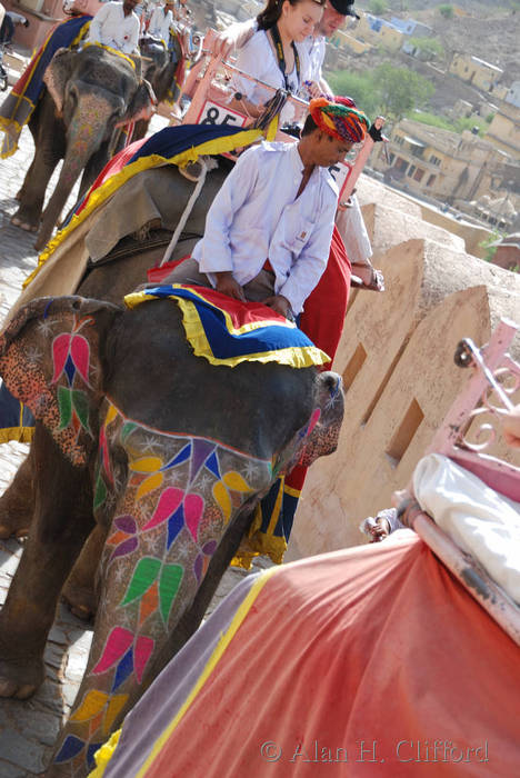 Ascent to Amber Fort on the elephants