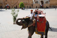 Margaret on an elephant at Amber Fort, Jaipur