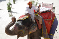 Mahout and elephant at Amber Fort, Jaipur