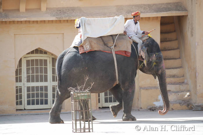 Mahout and elephant at Amber Fort, Jaipur