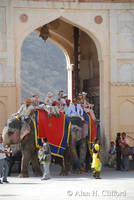 Elephants at Amber Fort, Jaipur