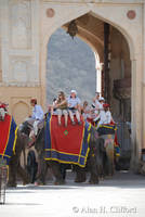 Elephants at Amber Fort, Jaipur