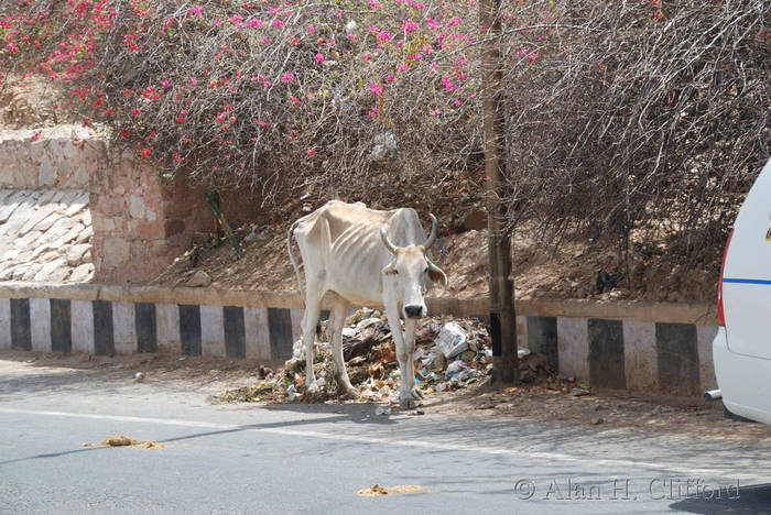 Cow in the road near Amber Fort