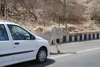 Cow in the road near Amber Fort, Jaipur