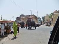 Elephants near Amber Fort, Jaipur