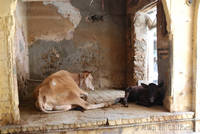 Temple cows near Johari Bazaar