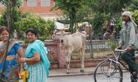 Cow and people at Chhoti Chaupar