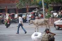 Cow at Chhoti Chaupar